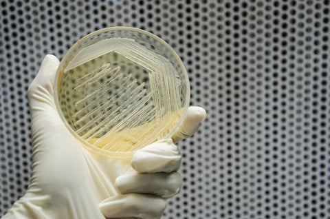 니혼슈의 효모의 역할과 효모별 특징 - 창고 효모(蔵付き酵母) & 꽃 효모 & 지자체 효모